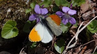 クモマツマキチョウ「♂20」「♀10」palpal 早めの出現 クモマツマキチョウ 訪花 長野遠征① | ハイム蝶百科図鑑